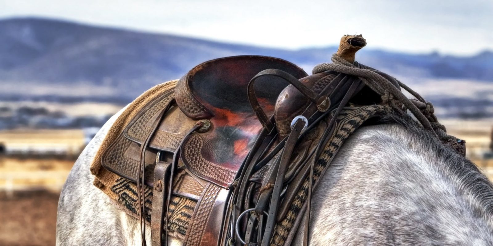 Horse Tack How To Buy Used Horse Tack Horse Blanket Expert Tips