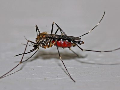 Pest Control