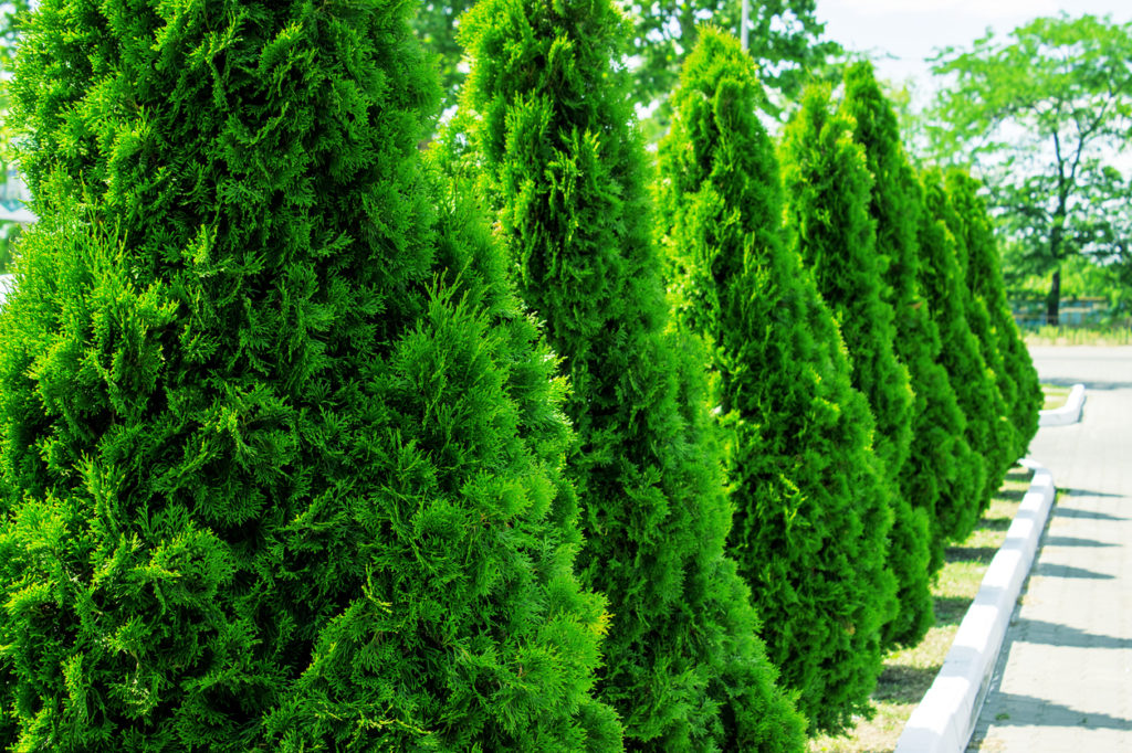 Fastest Growing Spruce Tree