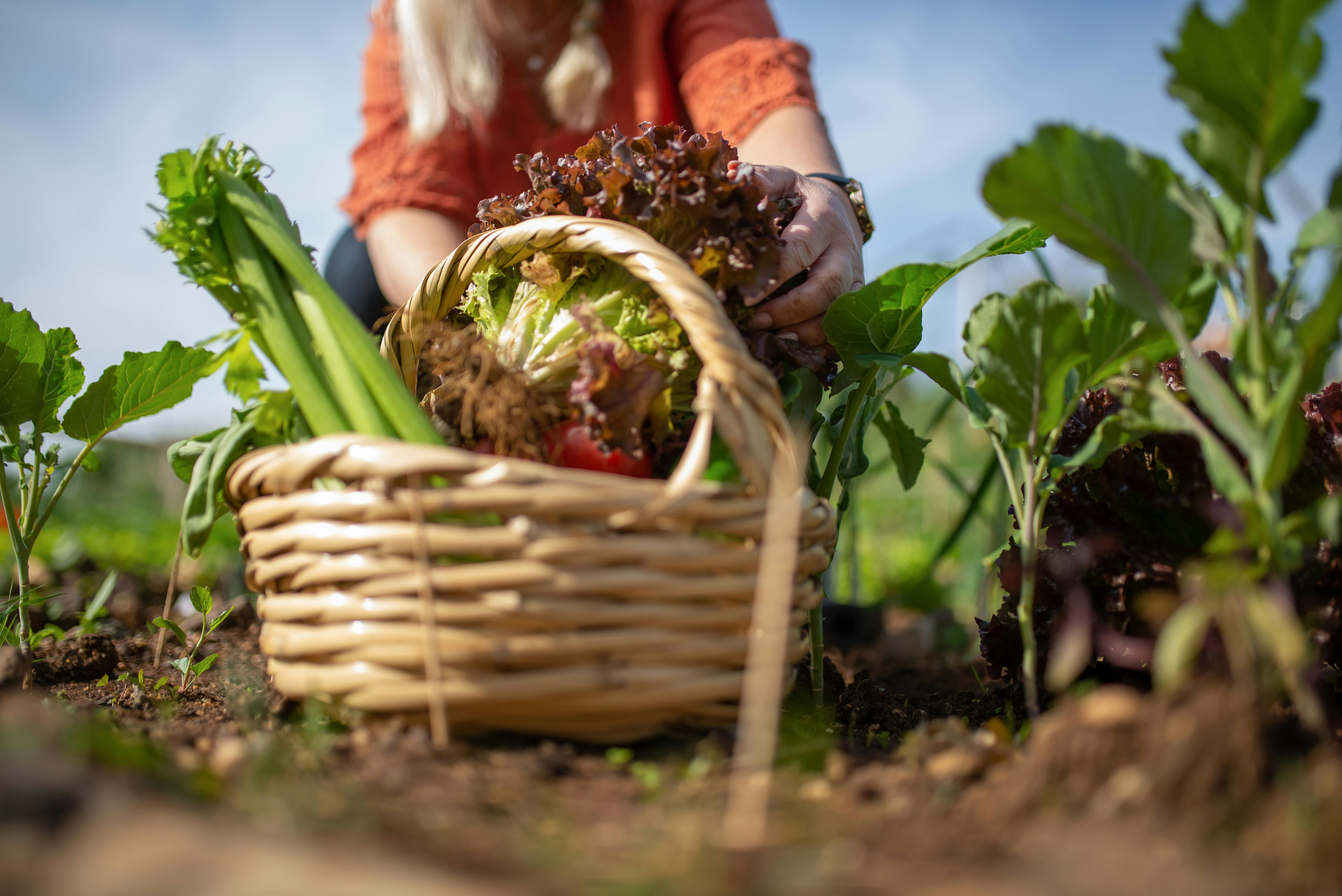 diatomaceous earth food grade