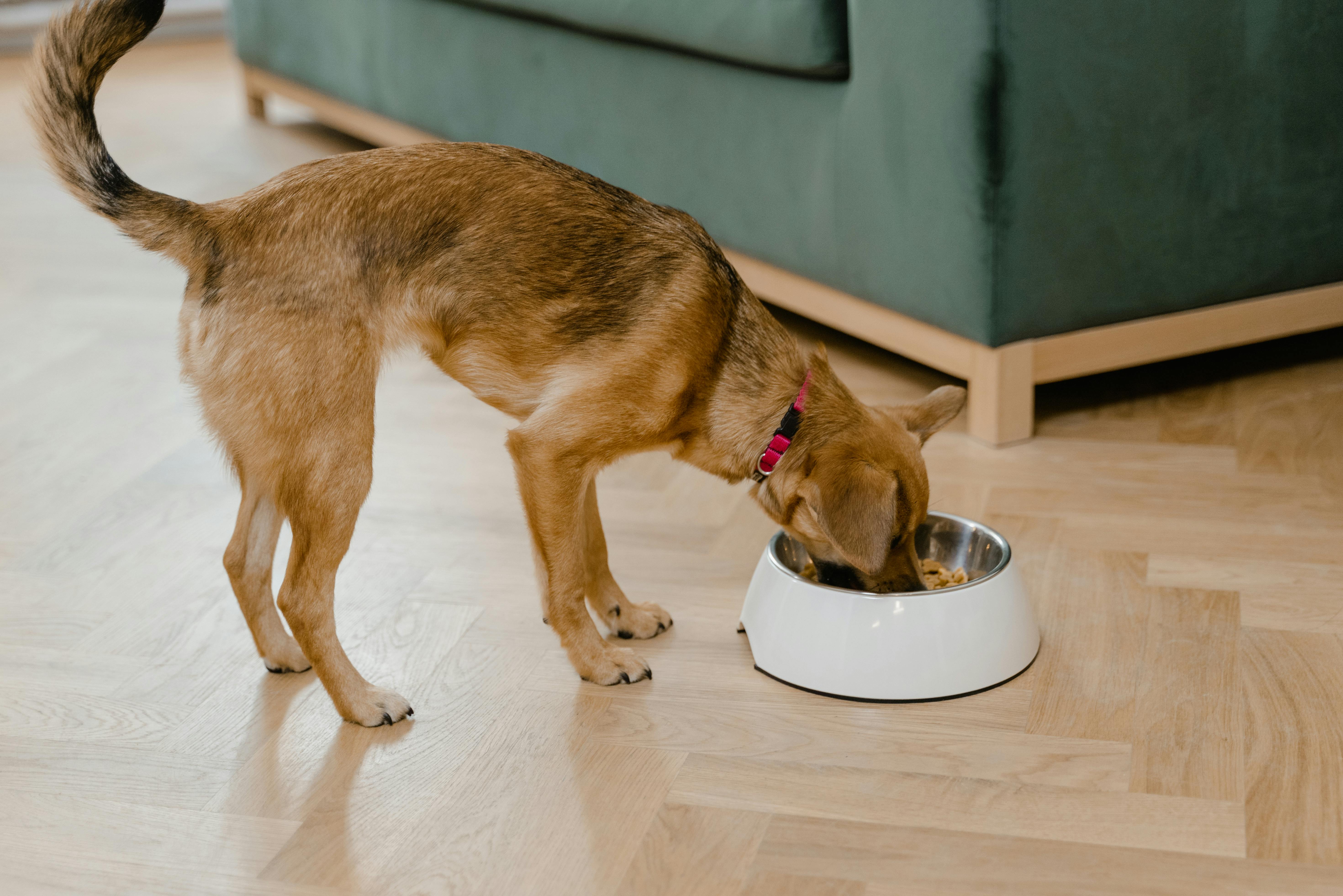 Fresh pet dog food