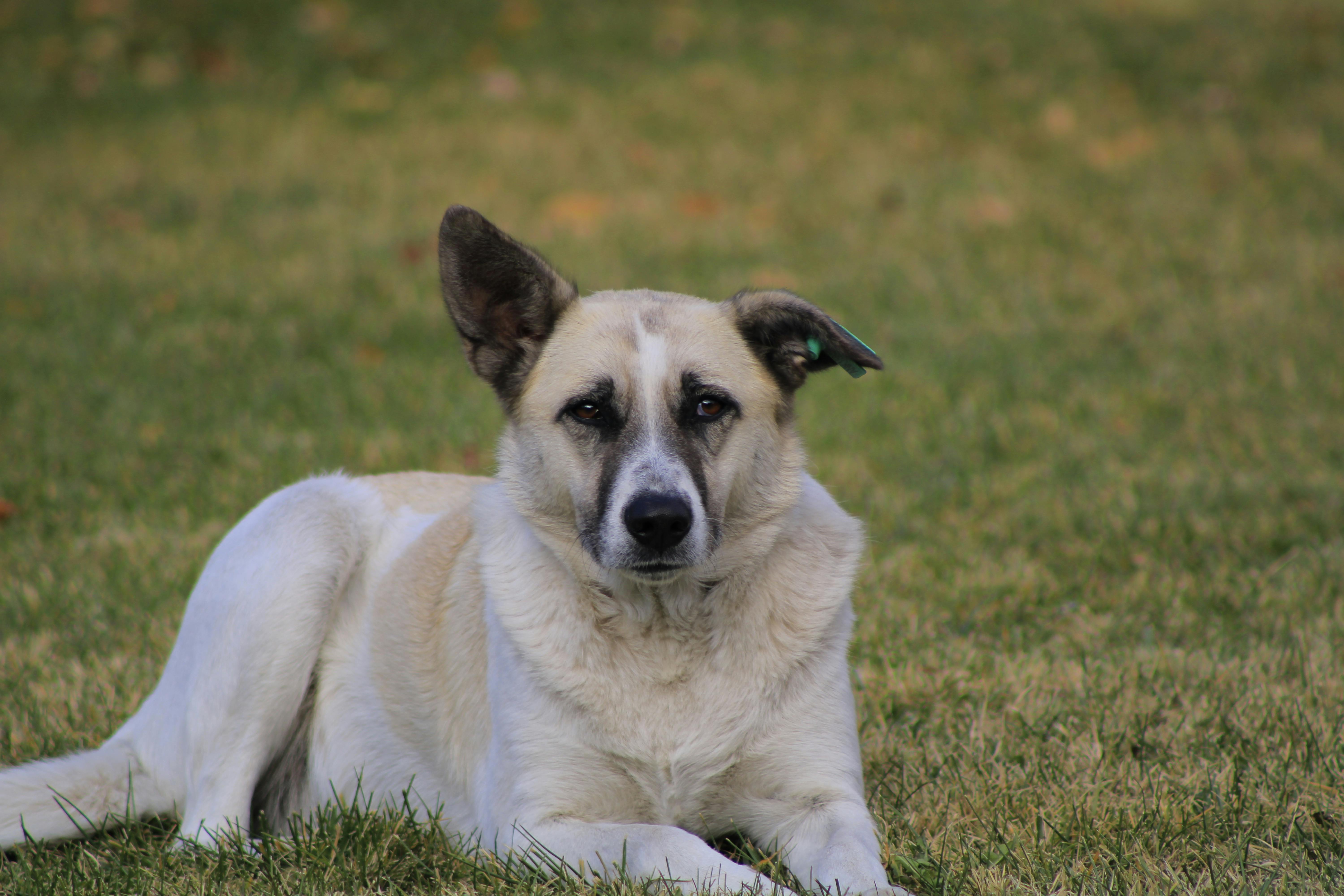 anatolian shepherd