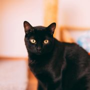 black cats