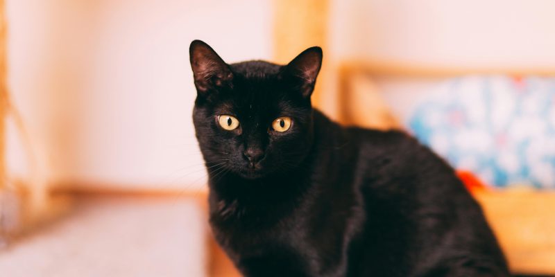 black cats