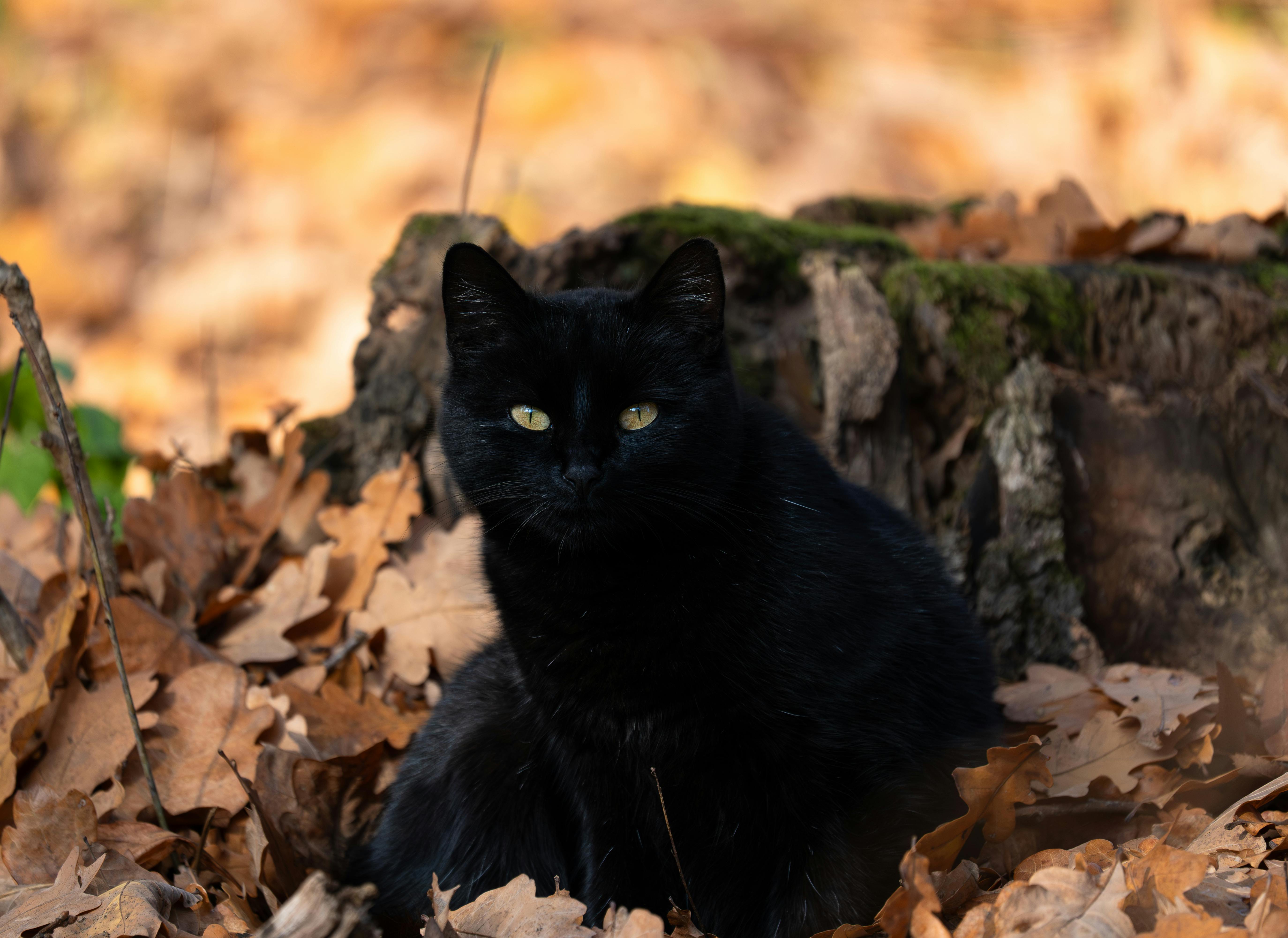 bombay cat characteristics