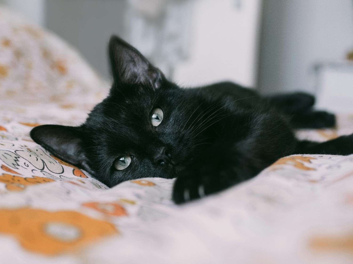 bombay cat
