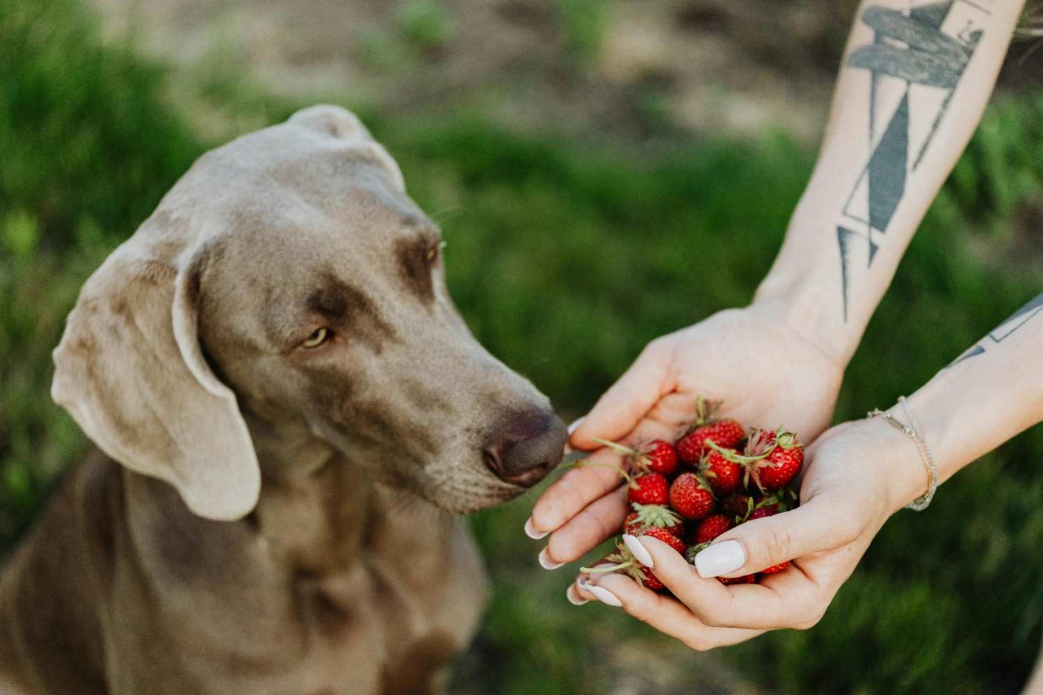can dogs eat strawberries