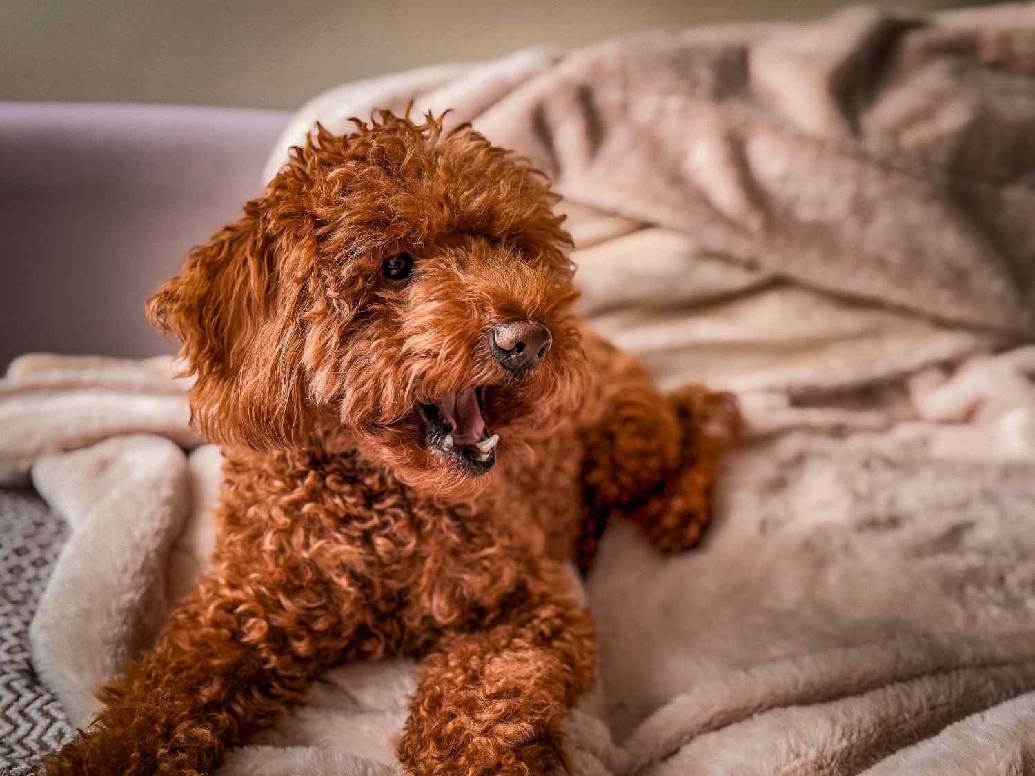 cavapoo