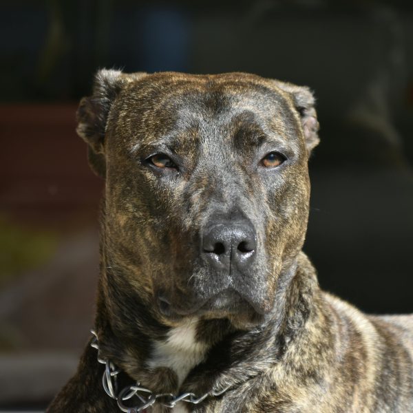 KING CORSO YOUR COMPLETE GUIDE visual data 7