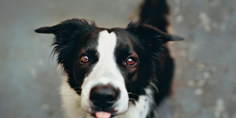 border collie