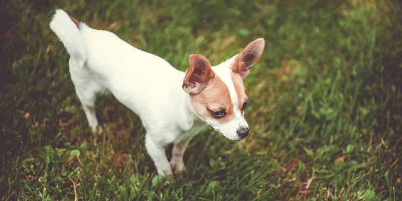 bull terrier