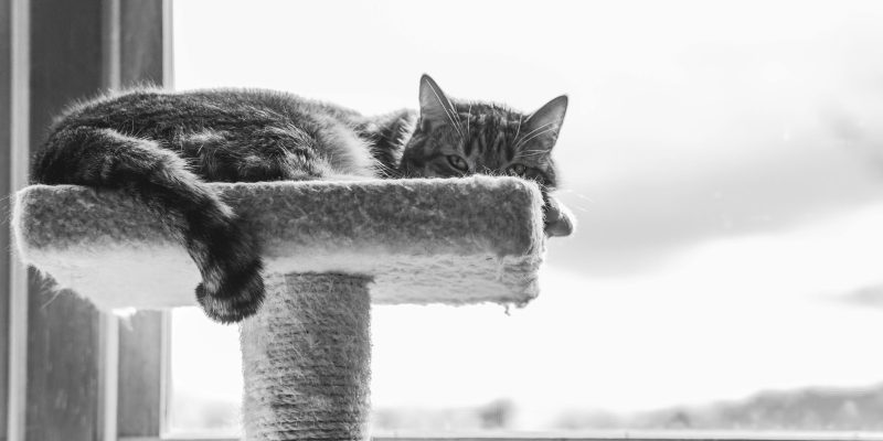 cat tree