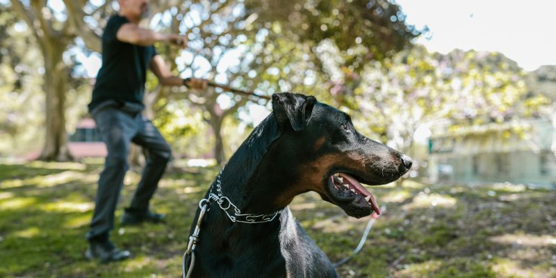 dutch shepherd