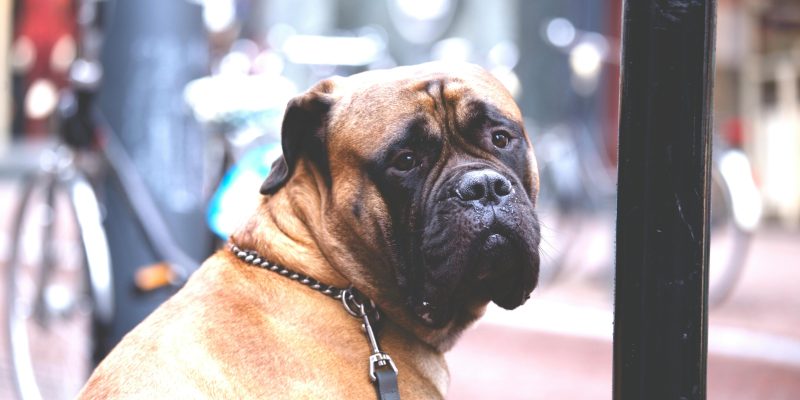 english mastiff