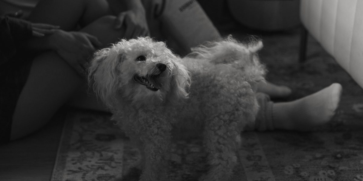 Hypoallergenic Dogs: Breeds That Minimize Allergy Risks - Dogs-With-Hypoallergenic-Coats