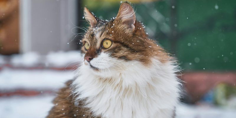 norwegian forest cat