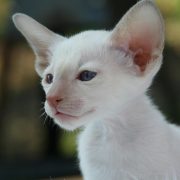 oriental shorthair