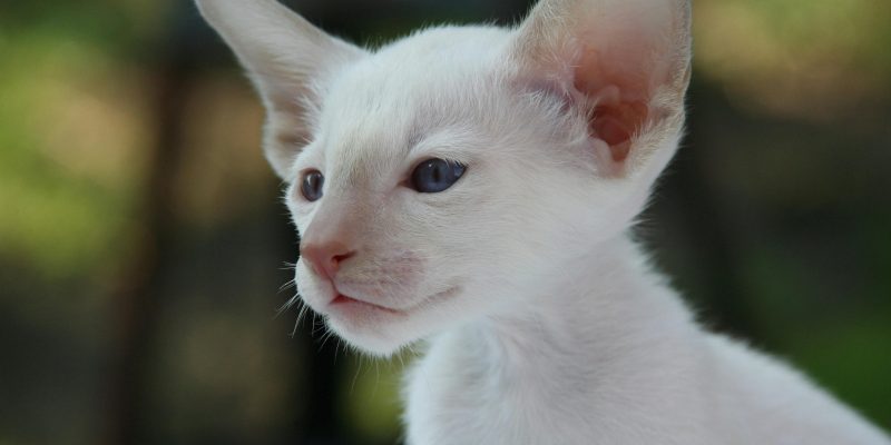 oriental shorthair