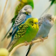 parakeet