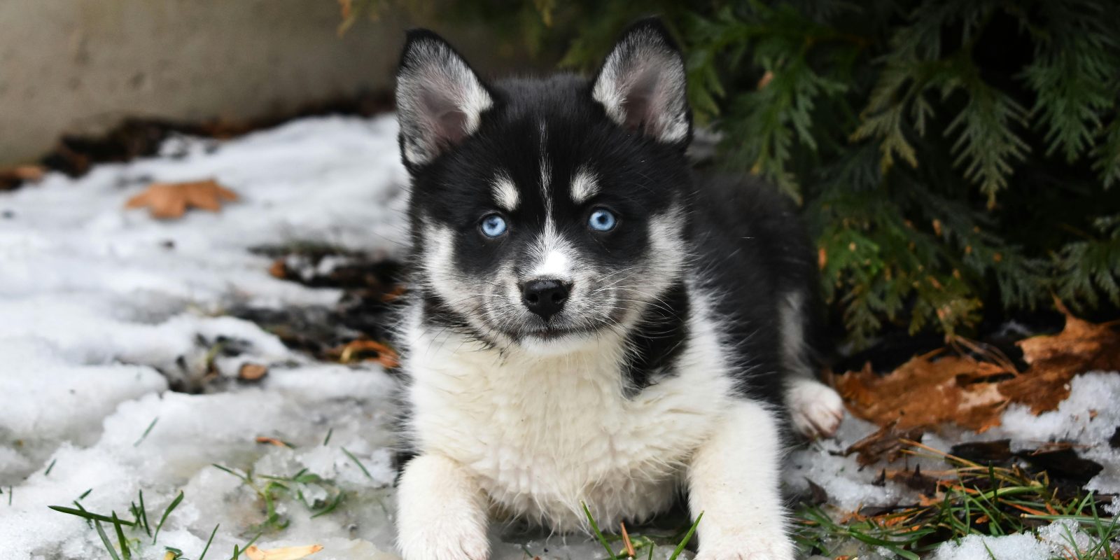 Pomsky Puppies: Everything You Need to Know Before Buying