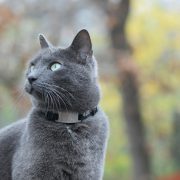 russian blue cat