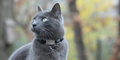russian blue cat