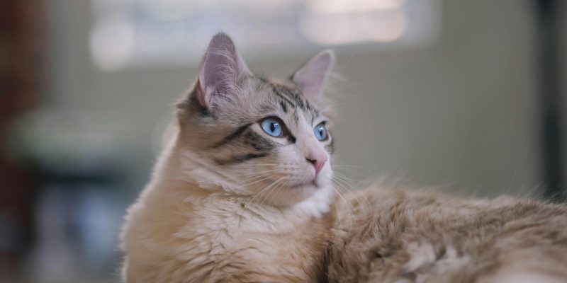 siberian cat