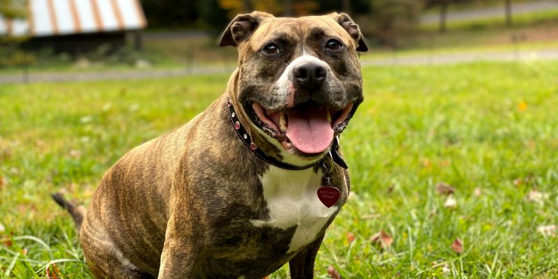 staffordshire bull terrier