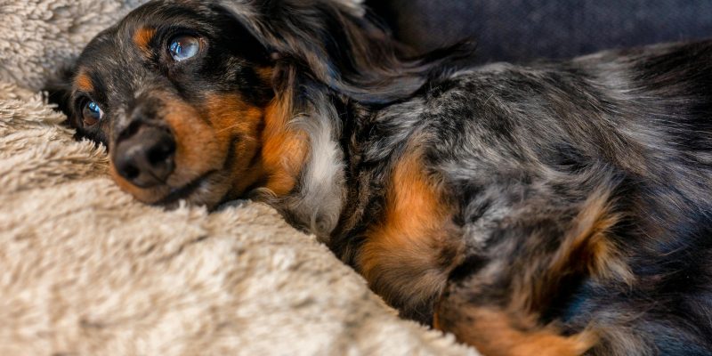 trazodone for dogs side effects