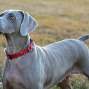 weimaraner