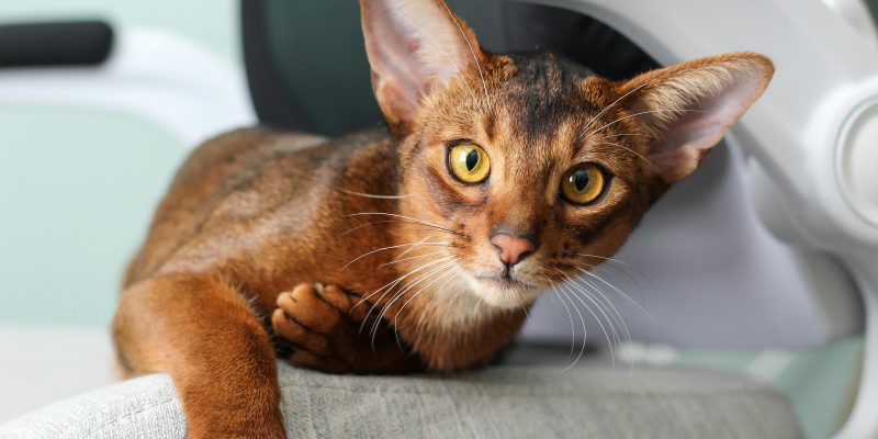 abyssinian cat