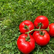 can dogs eat tomatoes