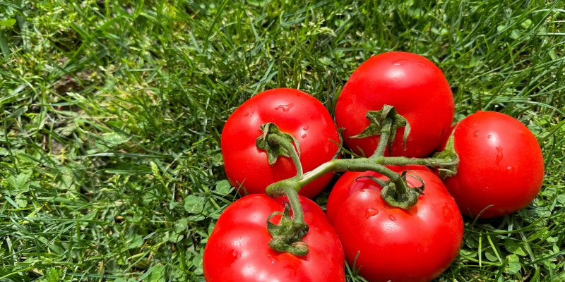 can dogs eat tomatoes