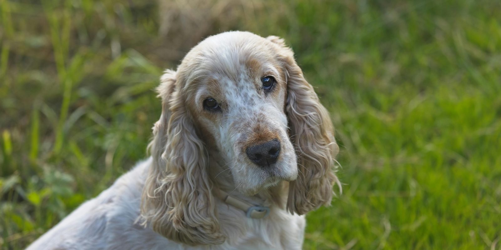 Complete English Cocker Spaniel Dog Breed Information