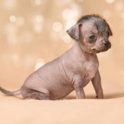 hairless dog