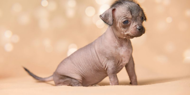 hairless dog