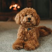 miniature poodle