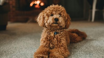 miniature poodle