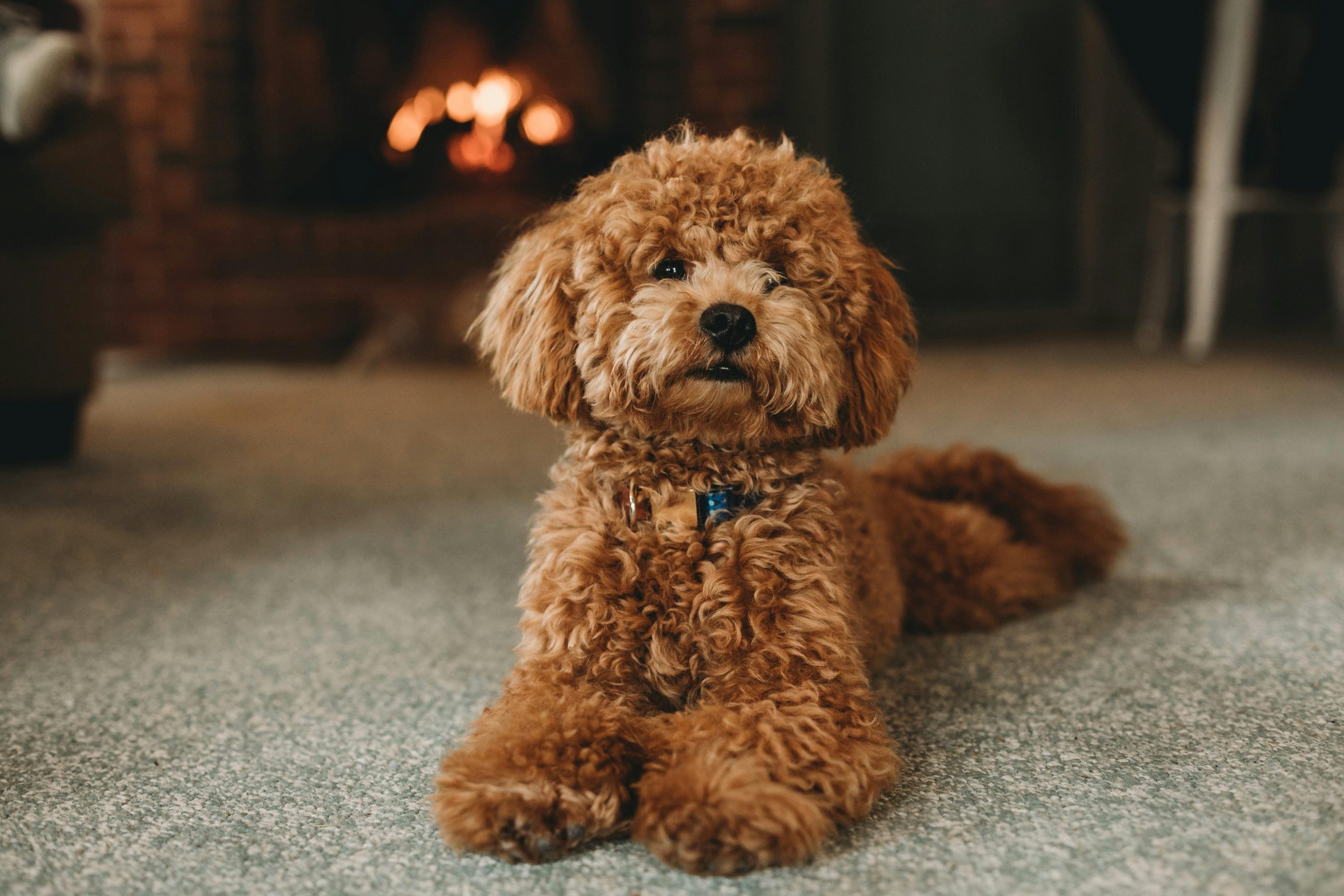 Understanding Everything About Miniature Poodle Dog Breed