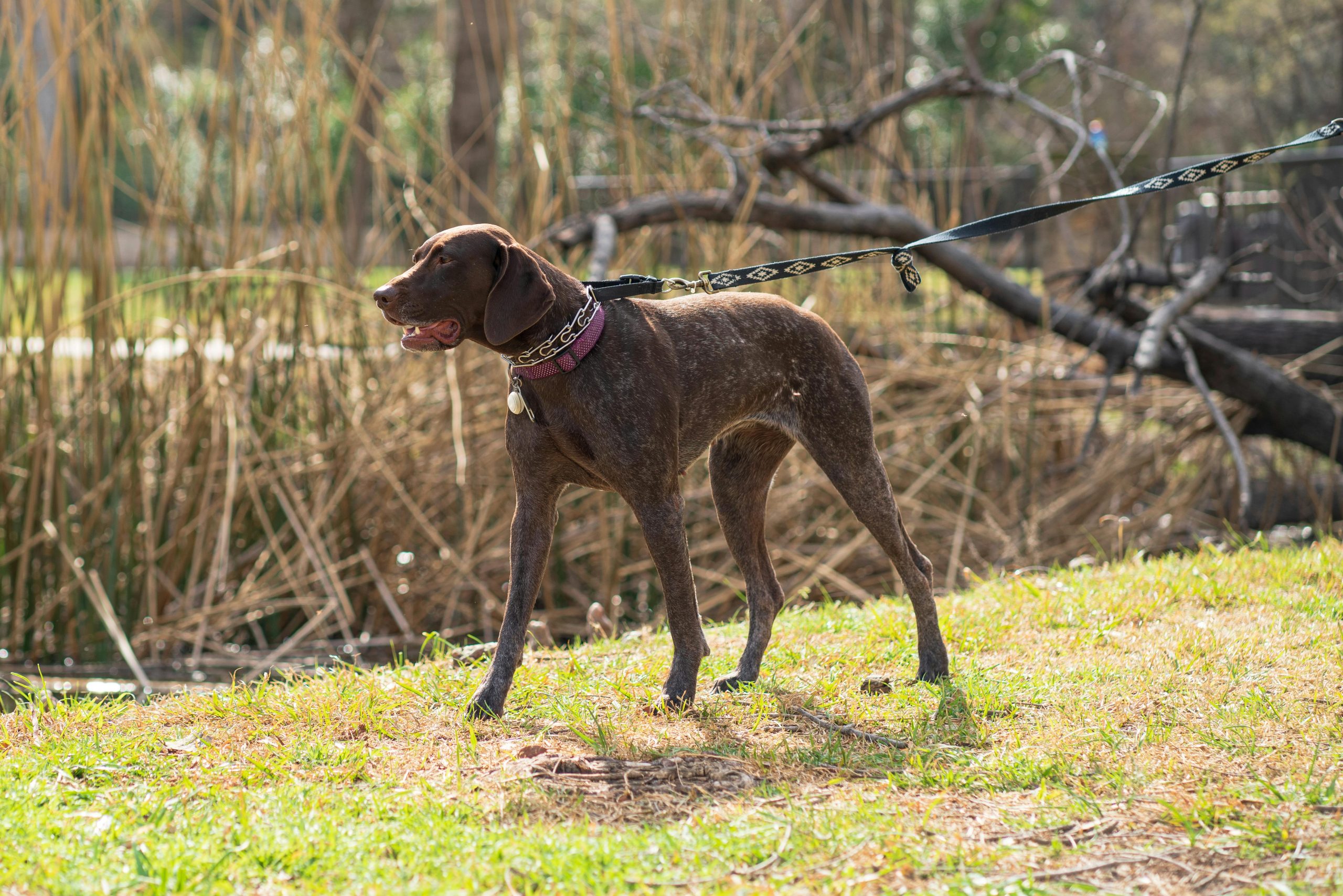 Plott Hound Dog Breed Complete Information